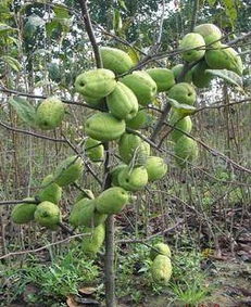 河东区天绘苗木花卉繁育场 专业供应精品盆景与优质果树种苗