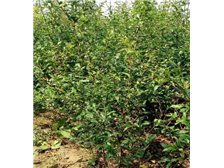 吴中区东山石井湾苗木场产品展示 花木葱茏，匠心培育