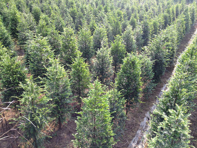 红豆杉价格与高清细节图鉴赏——东安县恒信苗木种植农民专业合作社专业解析