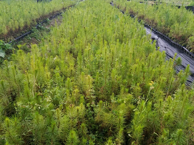 忻城苗木栽培正当时，林业产业铺就脱贫致富路