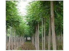 优质平头白蜡苗木供应 10公分粗、2年冒、冠幅3米、树干笔直