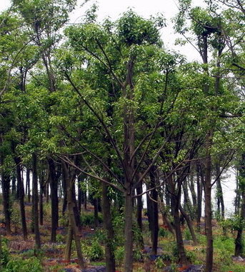 红果冬青供应与绿化工程服务 萧山宁围苗木直销商铺的专业之道