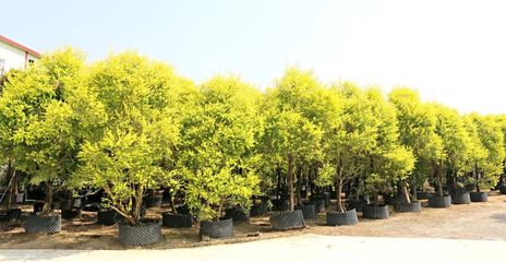 行情回暖，机遇与挑战并存——深度解析苗木市场新趋势与苗圃发展策略