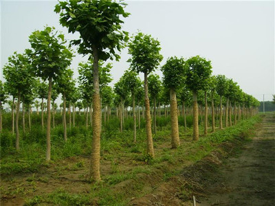 苗木产品 绿色产业的生机之源