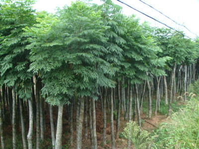 杜鹃苗木的栽培与养护指南