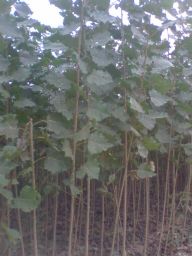 绿化苗木产品介绍与201花卉种植指南