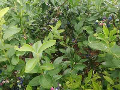 南方蓝莓苗种植基地